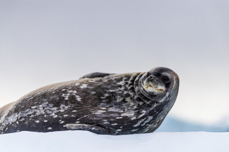 Close-up of a Weddell seal -Leptonychotes weddellii- resting on a small iceberg near Cuverville Island on the Antarctic peninsulaの写真素材