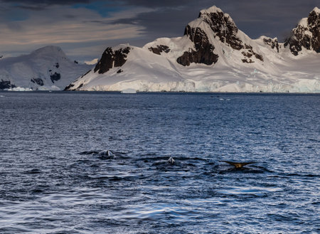 Antarctic landscape with diving humpback whalesの写真素材