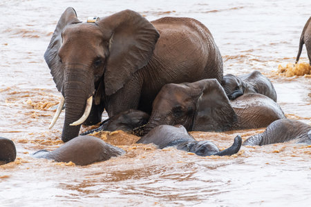 Telephoto of a herd of African Elephant -Loxodonta Africana- bathing in the Ewaso Ngiro river in the Samburu National Reserve, Kenyaの写真素材