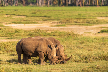 Close-up of an encounter with two White Rhinoceros -Ceratotherium simum- grazing in Lake Nakuru national park, Kenya.の写真素材