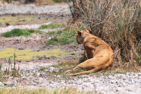 Telephoto of a female adult lion emerging from behind a bush in the Ngorogoro Crater, Tanzaniaの写真素材