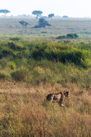 Telephoto of a female lion -Panthera Leo- in the Serengeti, Tanzaniaの写真素材