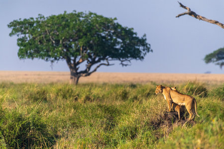 Close-up of two female lions -Panthera Leo- overlooking the expansive landscape of the Serengeti, Tanzania, in the golden light of the early morningの写真素材
