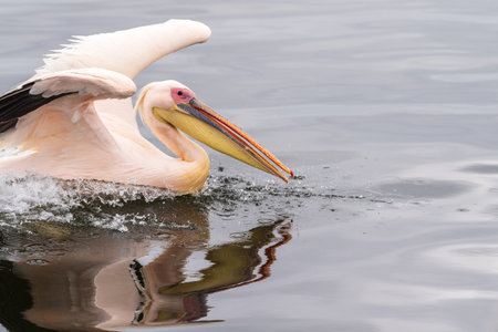 Telephoto shot of a great white pelican -Pelecanus onocrotalus- near Walvis Bay, Namibiaの写真素材