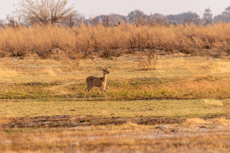 Telephoto of a female steenbok running across the Okavango delta.の写真素材