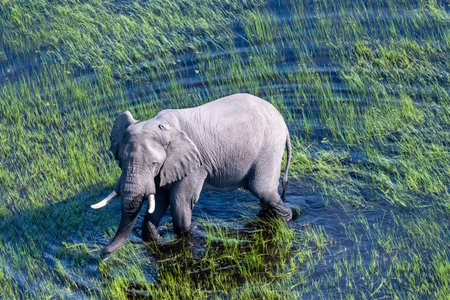 Aerial telephoto of an African Elephant wading through the shallow waters of the Okavango Delta in Botswana.の写真素材