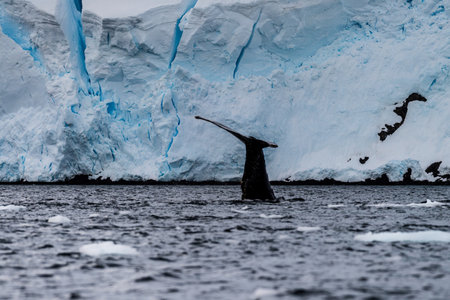Close-up of the tail of a diving humpback whale -Megaptera novaeangliae. Image taken in the Graham passage, near Charlotte Bay, Antarctic Peninsula.の写真素材