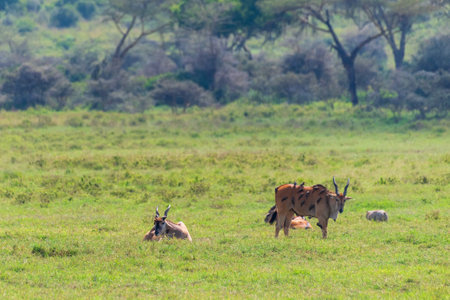 Telephoto of two Common Elands -Taurotragus oryx- with birds picking their skin, in Lake Nakuru national park.の写真素材