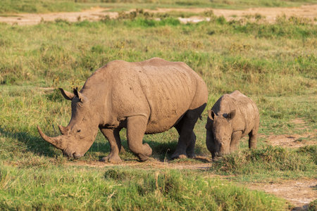 Close-up of an encounter with a White Rhinoceros grazing in Lake Nakuru national park, Kenya.の写真素材