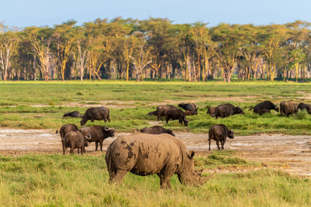 Close-up of an encounter with a herd White Rhinoceros -Ceratotherium simum- in Lake Nakuru national park, Kenya. They are grazing amid a herd of Cape Buffalo -Syncerus caffer- in the early golden hour evening lightの写真素材