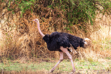 Telephoto of a Male Somali Ostrich - Struthio molybdophanesの写真素材