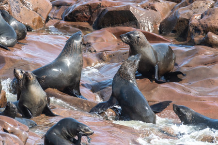 Detail of the seal colony at Cape Cross, off the skeleton coast of Namibia.の写真素材