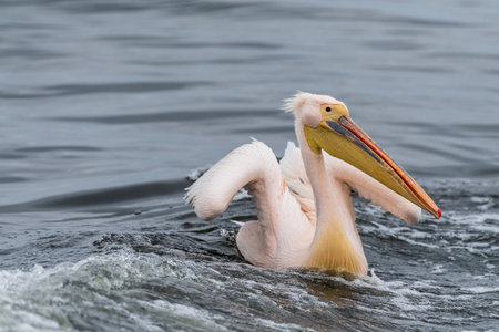 Telephoto shot of a great white pelican -Pelecanus onocrotalus- near Walvis Bay, Namibiaの写真素材