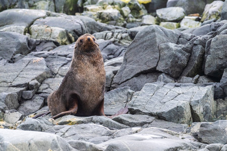 Close-up of an Antarctic Fur Seal - Arctocephalus gazella- sitting on a rock near the fish islands area on the Antarctic Peninsulaの写真素材