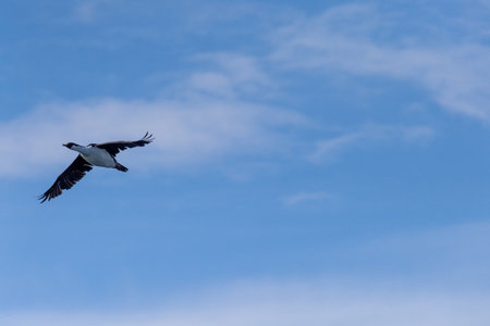 Close-up of a flying Antarctic Shag -Leucocarbo bransfieldensis- near Mikkelsen Harbour, Trinity Island, on the Antarctic Peninsulaの写真素材