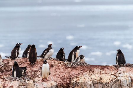 A panoramic view of the Gentoo Penguin -Pygoscelis papua- colony on Cuverville Island, on the Antarctic Peninsulaの写真素材