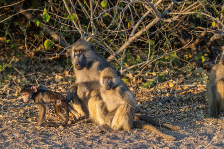 A Chacma Baboon, Papio ursinus, Family resting in the sun in Chobe National Park, Botswana.の写真素材