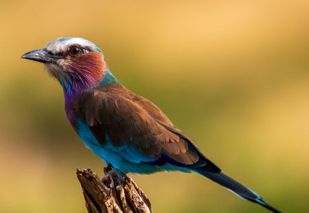 Closeup of a Lilac Breasted Roller - Coracias caudatus- sitting on a tree branch in Samburu National Reserve, Kenyaの写真素材