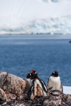Close-up of nesting Gentoo Penguin -Pygoscelis papua- with their chicks at Cierva Cove colony, on the Antarctic peninsulaの写真素材