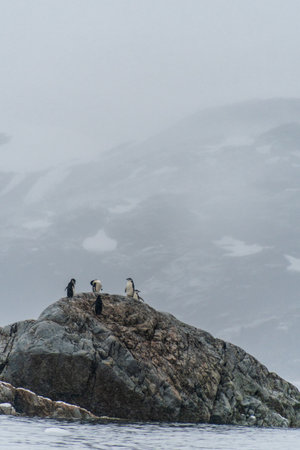 A group of chinstrap penguins - Pygoscelis antarcticus - standing on a rock at Cierva Cove, on the...