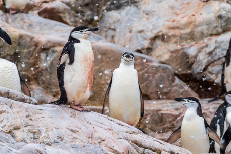 Impression of the Shinstrap Penguin - Pygoscelis antarcticus- colony at Cierva Cove, on the Antarctic peninsula, on a snowy day.の写真素材