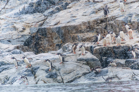 A group of Gentoo Penguin -Pygoscelis papua- standing on a rock near Primavera Base, on the Antarctic peninsulaの写真素材