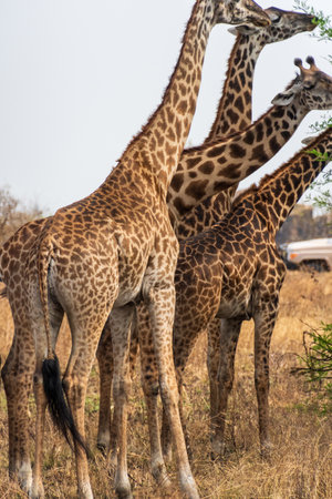 Close-up of Masai Giraffe - Giraffa tippelskirchi- feeding off acacia trees in the Serengeti, Tanzaniaの写真素材