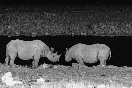 Two black rhinos approaching each other near a waterhole in Etosha National Park, Namibia.の写真素材
