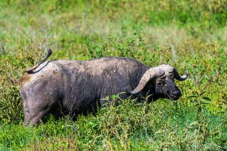 Telephoto of Cape Buffalo -Syncerus caffer- grazing in Lake Nakuru national park, Kenya