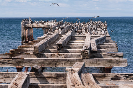 Telephoto of an old pier at the coast of the magellan strait nea Punta Arenas, chile. The pier is crowed with imperial comorants -Leucocarbo atriceps.の写真素材