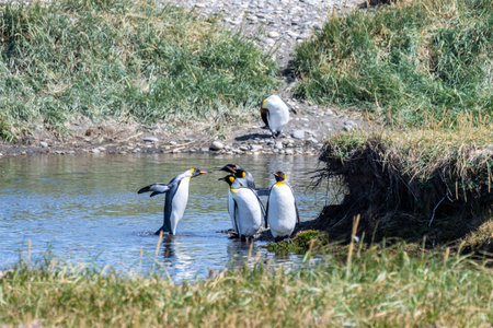 Outdoor scene depicting a King Penguin - Aptenodytes patagonicus- colony on Tierra de Fuego, in Southern Chile.の写真素材