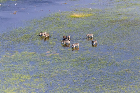 Aerial shot of a herd of Zebras grazing in the Okavango delta wetlands in Botswana.の写真素材