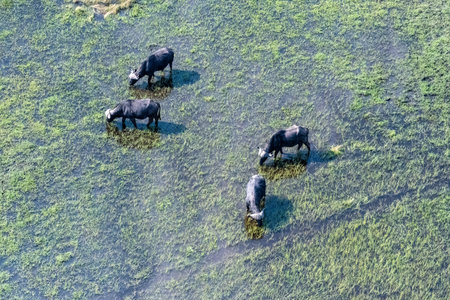 Aerial shot of a group of buffaloes grazing in the Okavango delta.の写真素材