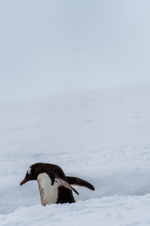 Close-up of a Gentoo Penguin -Pygoscelis papua- walking along a penguin highway in a snowy landscape of the colony at Danco island, on the Antarctic Peninsulaの写真素材