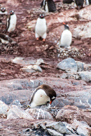 Close-up of a Gentoo Penguin -Pygoscelis papua- sitting on its nest at Cuverville Island, on the Antarctic Peninsulaの写真素材