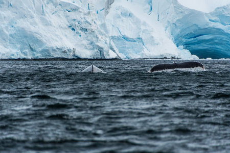 Close-up of the tail of a diving humpback whale -Megaptera novaeangliae. Image taken in the Graham passage, near Charlotte Bay, Antarctic Peninsula.の写真素材