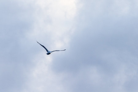 Telephoto of a kelp gull - Larus dominicanus- flying in front of glacial Antarctic mountains. Antarctic peninsula near near cuverville island.の写真素材