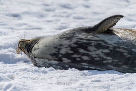 Close-up of a Weddell seal - Leptonychotes weddellii- at Mikkelsen harbour, along the Antarctic peninsulaの写真素材