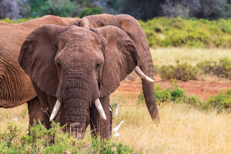 Telephoto of an African Elephant -Loxodonta Africana- grazing on the banks of the Ewaso Ngiro river in the Samburu National Reserve, Kenyaの写真素材