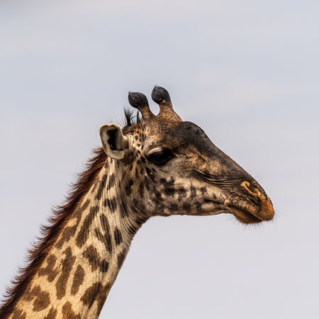 Close-up of the head of a Masai Giraffe - Giraffa tippelskirchi- in the Serengeti, Tanzaniaの写真素材