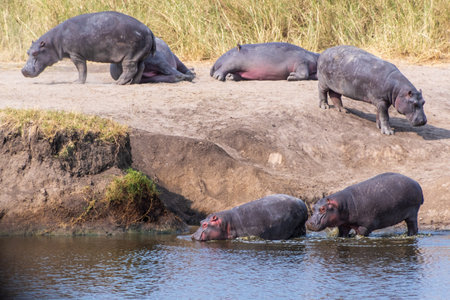 Telephoto of a group of hippopotami, Hippopotamus amphibius, resting ashore and reentering the water of a river in the Serengeti National Park, Tanzaniaの写真素材