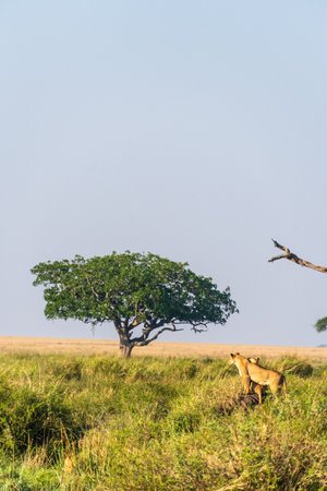 Close-up of two female lions -Panthera Leo- overlooking the expansive landscape of the Serengeti, Tanzania, in the golden light of the early morningの写真素材