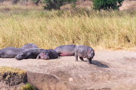 Telephoto of a group of hippopotami, Hippopotamus amphibius, resting ashore and reentering the water of a river in the Serengeti National Park, Tanzaniaの写真素材