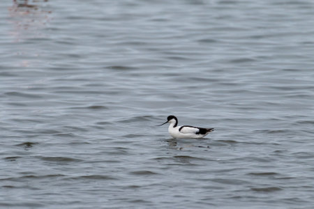 A single pied avocet -Recurvirostra avosetta- along the shores of Walvis Bay, Namibia.の写真素材