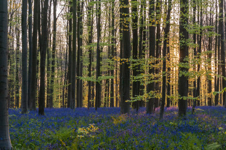 The rising sun illumingating a flowerbed of bluebells in the Hallerbos, on an early spring morning.の写真素材