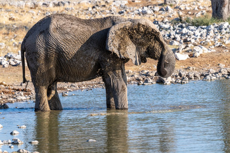 Telephoto shot of one African Elephant -Loxodonta Africana- drinking from a waterhole in Etosha National Park, Namibia.の写真素材