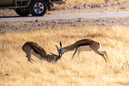 Telephoto shot of two Impalas engaging in a head-to-head fight.の写真素材