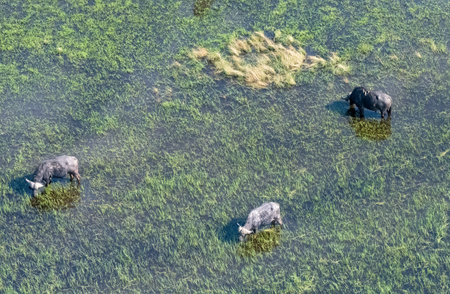 Arial telephoto shot of an African Buffalo -Syncerus caffer- grazing in the Okavango Delta wetlands, Botswana.の写真素材
