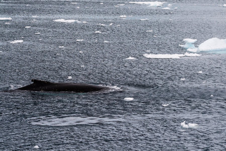 Close-up of the back of a diving humpback whale -Megaptera novaeangliae- including the dorsal fin and blow hole. Image taken inear the entrance of the Lemaire channel, in the Antarctic peninsula.の写真素材