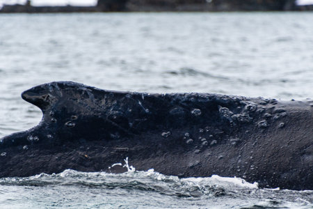 Close-up of the back and dorsal fin of a diving humpback whale -Megaptera novaeangliae. Image taken in the Graham passage, near Charlotte Bay, Antarctic Peninsulaの写真素材